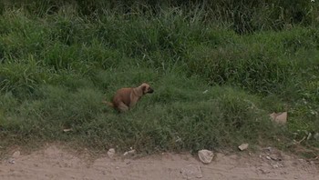 Kamera Google Street View tak sengaja merekam anjing yang sedang buang hajat. Foto: Bored Panda