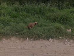 Aksi Hewan yang Tak Sengaja Tertangkap Kamera Google Street View