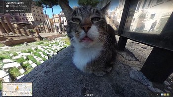 Ada kucing. Foto: Bored Panda