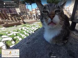 Aksi Hewan yang Tak Sengaja Tertangkap Kamera Google Street View