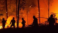 Aksi pemadam kebakaran menjinakan api yang membakar hutan Leiria di Portugal saat tahun 2017. (Getty Images).