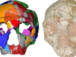 Studi Terbaru Ungkap Homo Sapiens Kemungkinan Besar Asalnya dari Banyak Populasi