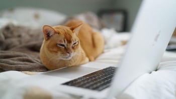 Kucing oren yang ini posenya tekno banget. Nggak terkesan sangar atau barbar kan? (Foto: Photo by Catherine Heath on Unsplash)