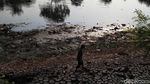 Potret Sungai Ciliwung Mulai Mengering Akibat Kemarau