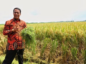 RI Punya 10 Juta Ha Rawa, Mentan Sebut Bisa Jadi Lahan Pertanian