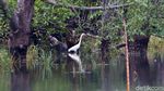 Menyusuri Muara Sungai Tamiang