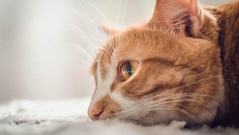 Netizen +62 belakang memang sedang diramaikan dengan meme-meme aksi kocheng oren yang nakal. Beda dengan si oren yang ini. (Foto: Photo by NO NAME on Unsplash)