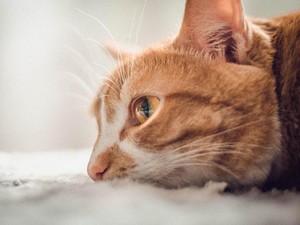 Polisi Didesak Tangkap Pria Pemakan Kucing Hidup-hidup di Kemayoran