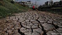 Seorang warga melintas di Sungai Ciliwung, Kanal Banjir Barat, yang mulai mengering akibat musim kemarau.