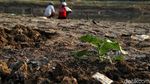 Potret Sungai Ciliwung Mulai Mengering Akibat Kemarau