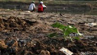 Tanaman sayuran yang biasanya tumbuh subur kini mulai ada yang mati.