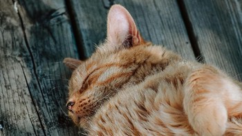 Satu lagi pose menggemaskan kochen oren yang tidak barbar dan sama sekali tak kelihatan sangar. (Foto: Photo by Jacalyn Beales on Unsplash)