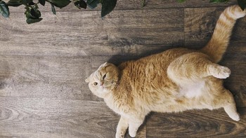 Si meong oren ini menggemaskan sekali kan? Sama sekali tak ada nuansa barbar. (Foto: Photo by Anna Yenina on Unsplash)