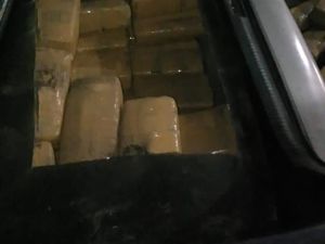 BNN Banten Tangkap Bule Asal Bekasi yang Sembunyikan 150 Kg Ganja