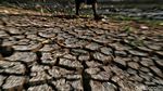 Potret Sungai Ciliwung Mulai Mengering Akibat Kemarau