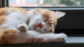 Kocheng oren yang masih bikin gemas saat pulas tertidur. (Foto: Photo by Azat Kılınç on Unsplash)