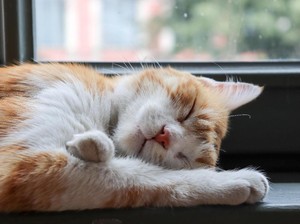 Abah Grandong Makan Kucing Hidup-hidup buat Unjuk Gigi ke Pedagang
