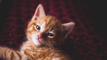 Kucing oranye yang ini pun imut banget. Beda sama stereotipe kocheng oren yang lagi viral belakangan ini. (Foto: Photo by Matthew Larkin on Unsplash)