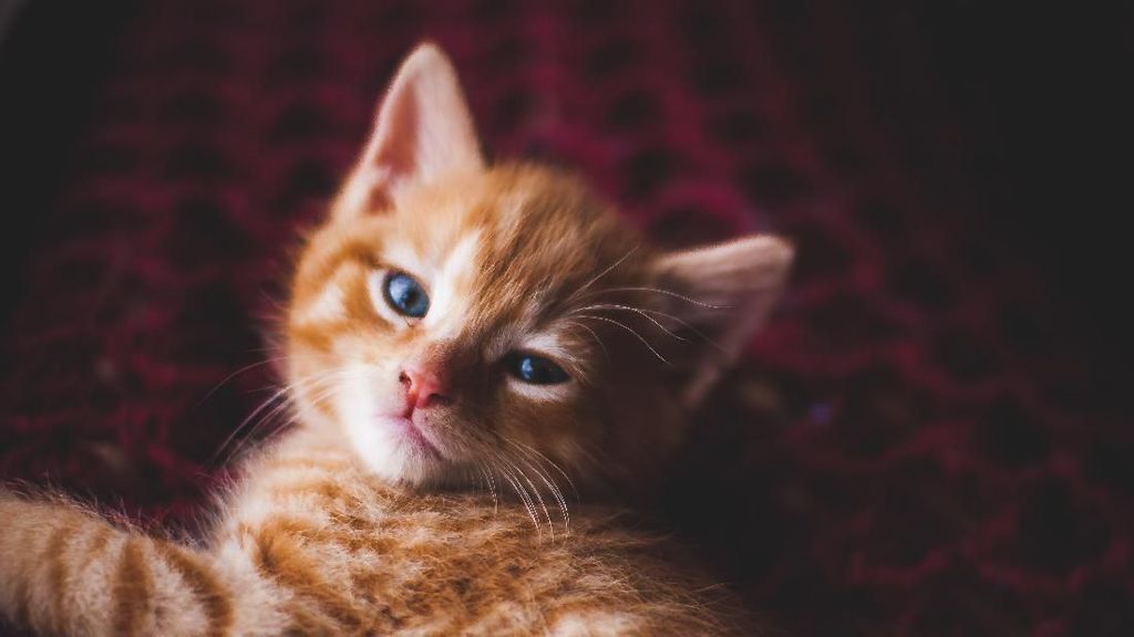 25 Foto Kucing Yang Bikin Good Mood