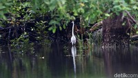 Sungai ini juga menjadi habitat sejumlah satwa liar seperti burung bangau dan buaya muara.