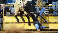 Inilah yang disukai seorang koboi, menunggangi banteng atau Bull Riding. Olahraga ini sangat beresiko karena hewan yang ditungganginya tersebut bisa menjadi liar. Bradley Kanaris/ Getty Images.