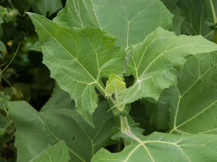 Daun Insulin Daun Insulin