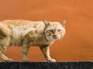 Viral Kocheng Oren Barbar, Warna Bulu Pengaruhi Sifat Kucing?