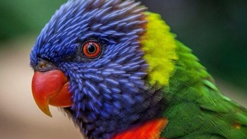 Warna pelangi alami. Foto: via Trend Chaser