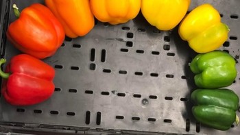 Susuna paprika dengan warna nyaris seperti pelangi. Foto: via Trend Chaser