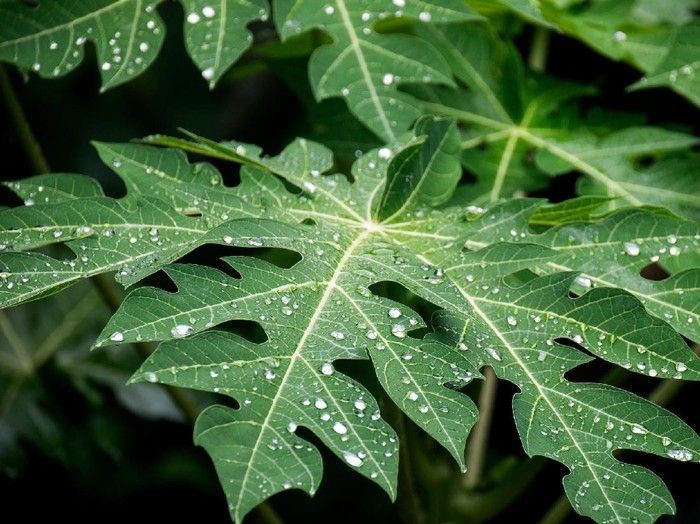 daun pepaya