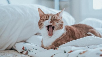 Kocheng oren lagi santai nih. Tetap kelihatan unyu-unyu kok. (Foto: Photo by Timothy Meinberg on Unsplash)
