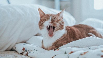 Bukan Kocheng Oren Barbar yang Viral, Ini Justru Imut-Lucu