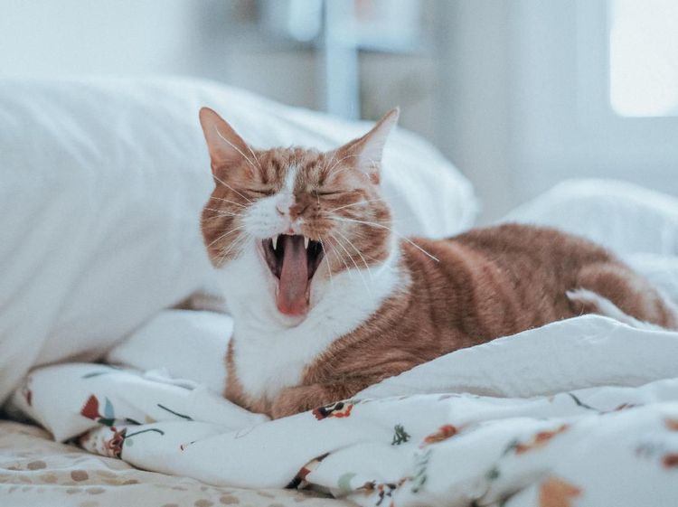 Bukan Kocheng Oren Barbar yang Viral, Ini Justru Imut-Lucu