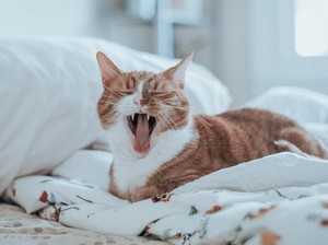 Sedang Diburu, Sosok Pemakan Kucing Hidup di Kemayoran Sudah Diketahui