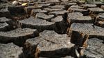 Potret Sungai Ciliwung Mulai Mengering Akibat Kemarau
