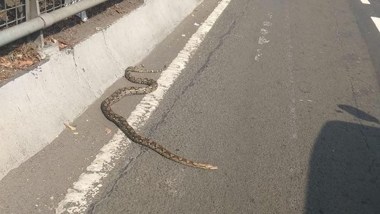 Ular Piton 2,5 Meter Berkeliaran di Exit Tol Slipi Jakbar, Kok Bisa? Ular Piton 2,5 Meter Berkeliaran di Exit Tol Slipi Jakbar, Kok Bisa?