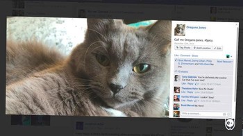 Cari pasangan ala kucing jadul vs kucing zaman now: offline vs online! (Foto: Boredpanda.com)