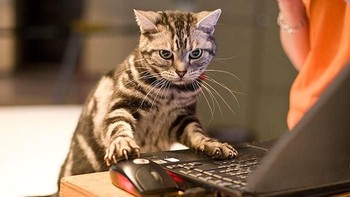 Mainan kucing zaman now ya laptop. Biar kekinian gitu lho. (Foto: Boredpanda.com)