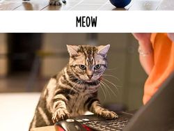 Dampak Kocak Teknologi: Kucing Jadul vs Kucing Zaman Now