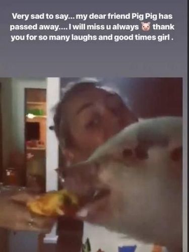 Miley Cyrus Sedih Ditinggal Mati Babi Peliharaannya