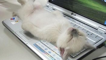Kucing jadul bisa saja tidur di lembaran halaman buku. Kucing zaman now? Di keyboard laptop dong! (Foto: Boredpanda.com)