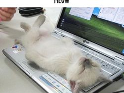 Dampak Kocak Teknologi: Kucing Jadul vs Kucing Zaman Now