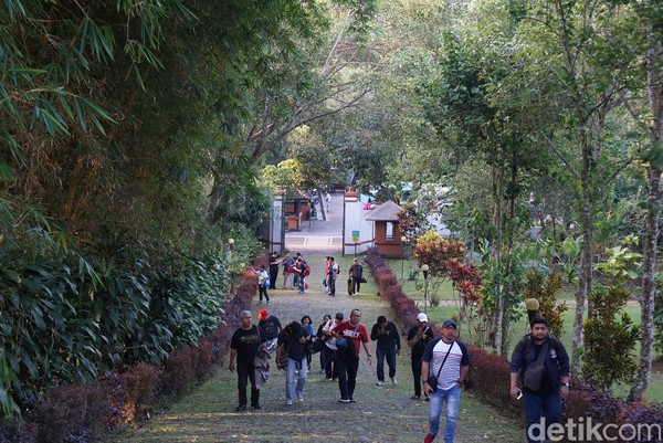 Di pintu gerbang, tamu disambut pepohonan rindang dan gerombolan pohon bambu yang menjulang tinggi kehijauan (Ahmad Masaul Khoiri/detikcom) Di pintu gerbang, tamu disambut pepohonan rindang dan gerombolan pohon bambu yang menjulang tinggi kehijauan (Ahmad Masaul Khoiri/detikcom)