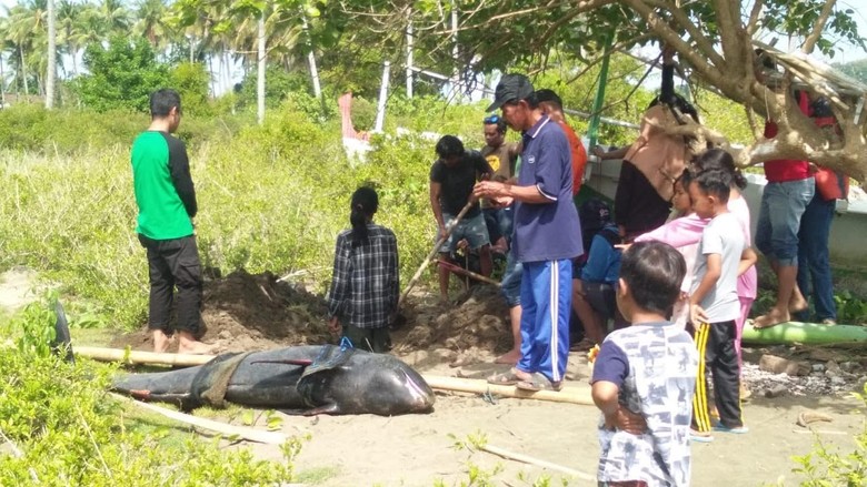 Sempat Dirawat Akibat Terluka, Lumba-lumba Terdampar di Sulbar Mati Sempat Dirawat Akibat Terluka, Lumba-lumba Terdampar di Sulbar Mati