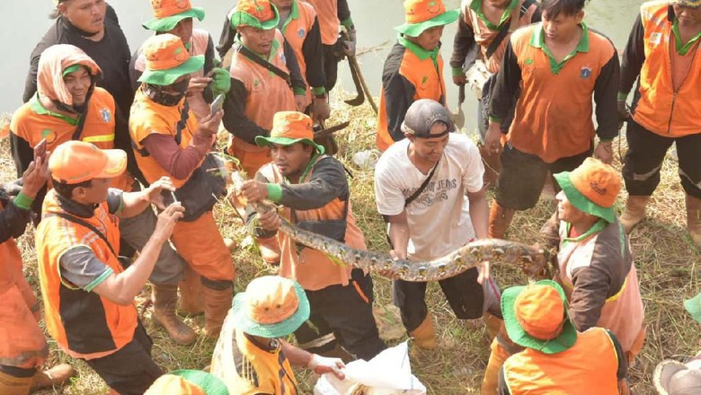 Petugas UPK Badan Air Temukan 2 Ekor Ular Sanca di Tepi Kali Angke Petugas UPK Badan Air Temukan 2 Ekor Ular Sanca di Tepi Kali Angke