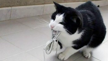 Sama-sama ketemu mouse, tapi kucing jadul dan kucing zaman now punya penanganan berbeda. (Foto: Boredpanda.com)