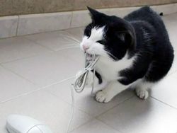 Dampak Kocak Teknologi: Kucing Jadul vs Kucing Zaman Now