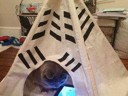 Dampak Kocak Teknologi: Kucing Jadul vs Kucing Zaman Now