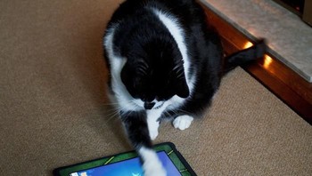 Sekarang sih iseng menangkap ikan di tablet sajalah. (Foto: Boredpanda.com)