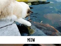 Dampak Kocak Teknologi: Kucing Jadul vs Kucing Zaman Now